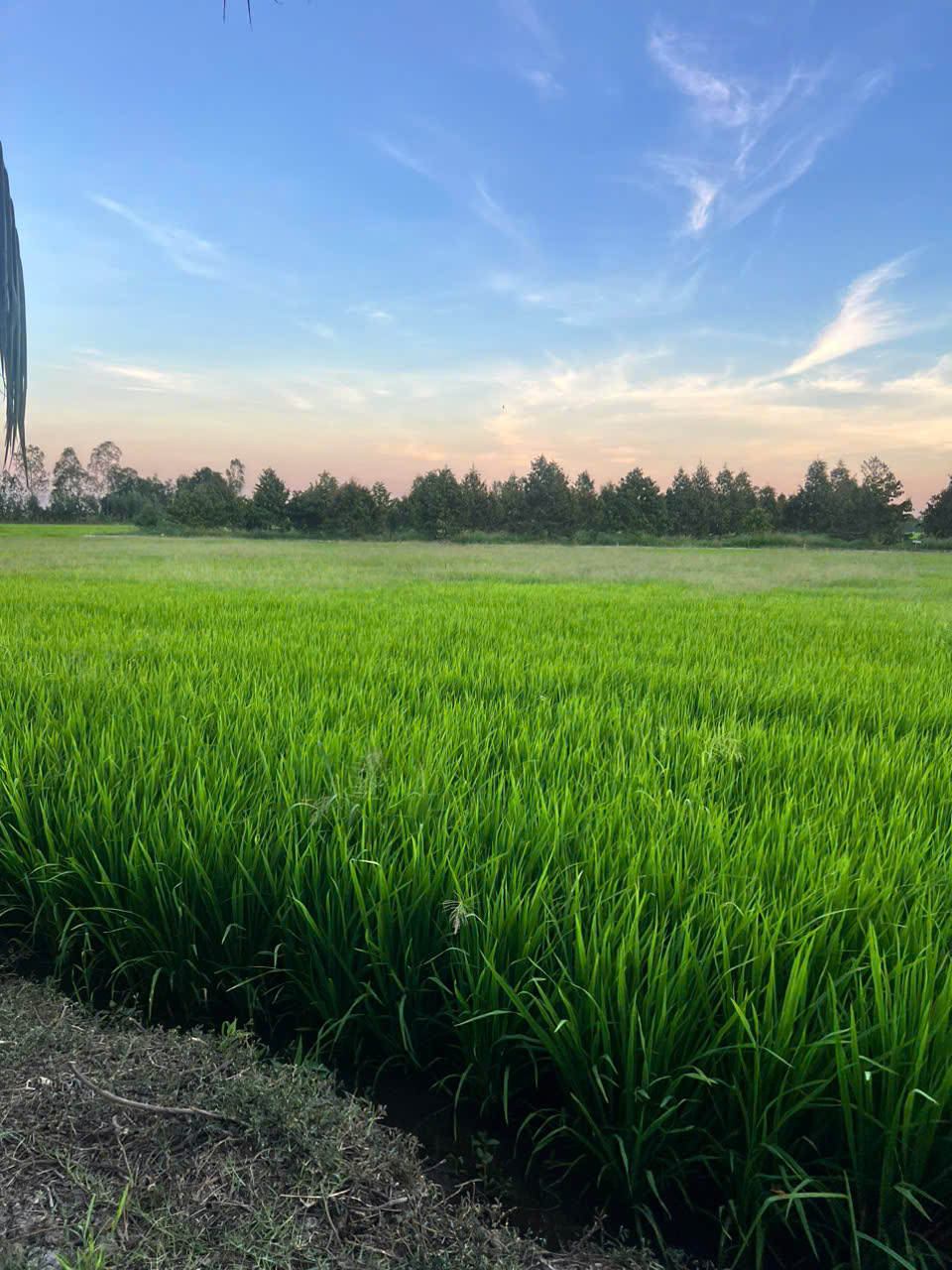 cửa hàng gạo ngon tại Cần Thơ