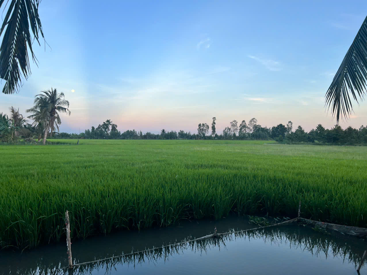 mua gạo đặc sản giá tốt tại Cần Thơ
