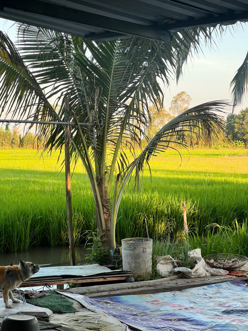 cửa hàng gạo ngon tại Cần Thơ